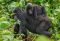 A female mountain gorilla with a baby. Uganda. Bwindi Impenetrable Forest National Park