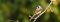 Nepal bird watching holiday