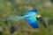 Blue-and-Gold Macaw