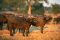 Buffalos in South Luangwa National Park, Zambia