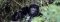 Go gorilla trekking from Bwindi Lodge