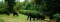 Gorillas in Bwindi Lodge gardens