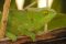 Chameleon -Peyreiras – AGM