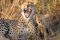 Cheetah – Sabi Sabi