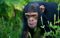 Chimpanzee, Uganda