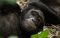 Chimps in Kibale Forest