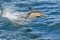 Common Dolphin