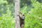 Crowned Lemur – Asisten