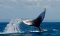 Whale Tail Madagascar
