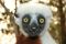 Sifaka