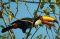 Toucan – Brazil’s Pantanal
