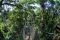 Canopy walkway in the Amazon, Peru