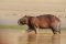 Capybara in the Amazon, Peru