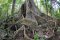 Huge ceiba (kapok) tree in Peru's Amazon rainforest