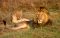 Lions in Kafue National Park, Zambia
