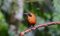 Rufous Motmot, Costa Rica
