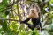 White-faced capuchin, Tortuguero National Park, Costa Rica
