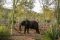 Elephant in a fever tree forest, northern Kruger, South Africa