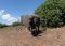 Elephant – Vic Falls