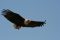 Blue Zebra -African Fish Eagle