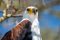 Fish eagle at Kuthengo
