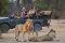 Game drive with lions