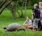 Giant Galapagos tortoise and visitors
