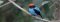 Guapi Assu Bird Lodge Blue Manakin