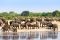 Hwange national Park