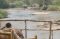 Ishasha River and Elephants