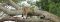 Tree climbing lion at Ishasha