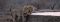 Lions near Jacis