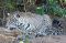 Jaguar in Brazil’s Pantanal