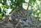 Jaguar in Brazil’s Pantanal