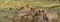 Lioness and cubs at Konkamoya Lodge