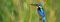 Kingfisher near Kuthengo Camp