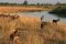 Kwando Lagoon wild dogs at the river, Botswana