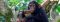 Young chimpanzee near Kyambura Gorge Lodge