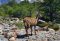 Laguna Torre wildlife
