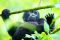 Little Gorilla, Rushaga Bweza Family