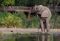 Lodge & Wildlife – Sabi Sabi Bush Lodge