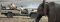 Luangwa River camp game drive