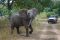 Majete_2014-07-106e