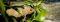 Chameleon at Miavana