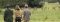 Walking safari from Mihingo Lodge