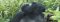 Go gorilla trekking from Mountain Gorilla View Lodge