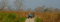 Jeep safari in Kaziranga National Park
