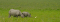 One-horned rhinos in Kaziranga