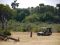 Safari game drive, Selous / Nyerere, Tanzania