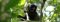 See lemurs in the forest at Nosy Saba